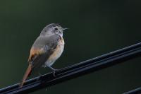 Phoenicurus phoenicurus