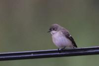 Ficedula hypoleuca