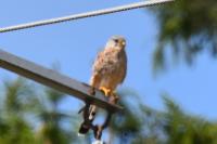 Falco tinnunculus