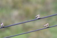 Carduelis carduelis