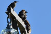 Sturnus vulgaris