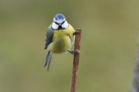 Cyanistes caeruleus