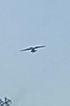 Buteo buteo