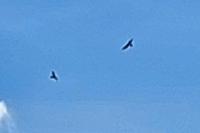 Buteo buteo