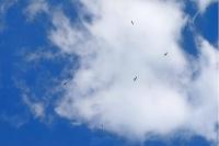 Buteo buteo