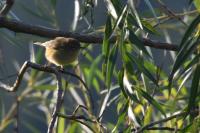 Phylloscopus collybita