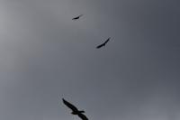 Buteo buteo