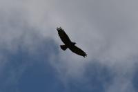 Buteo buteo