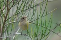 Phylloscopus collybita