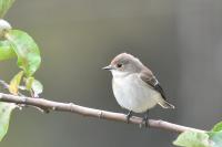 Ficedula hypoleuca