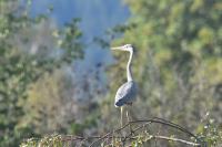 Ardea cinerea
