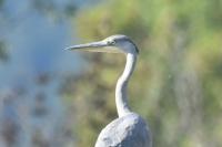 Ardea cinerea