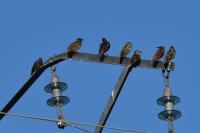 Sturnus vulgaris