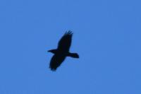 Corvus corax
