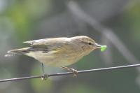 Phylloscopus collybita