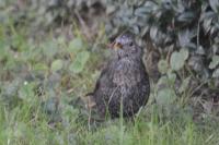 Turdus merula
