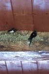 Hirundo rustica