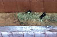 Hirundo rustica