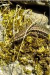 Podarcis muralis
