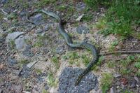 Hierophis viridiflavus