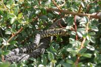 Hierophis viridiflavus