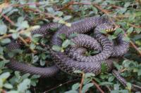 Hierophis viridiflavus