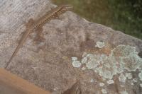 Lézard des murailles 