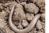 Orvet fragile 