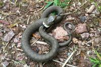 Natrix helvetica