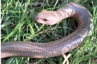 Anguis fragilis