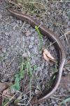 Anguis fragilis