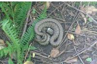 Natrix helvetica