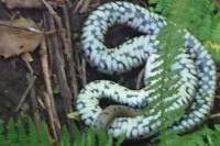 Natrix helvetica