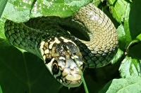 Hierophis viridiflavus
