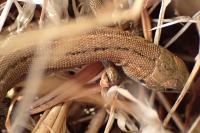 Zootoca vivipara