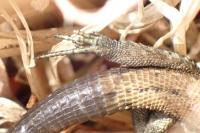 Zootoca vivipara