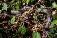 Hierophis viridiflavus