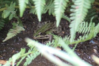 Grenouille verte 