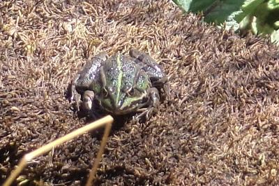 Grenouille verte 