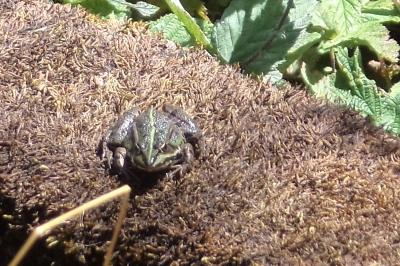 Grenouille verte 