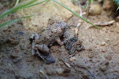 Sonneur à ventre jaune 