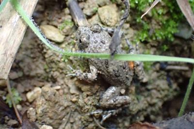 Sonneur à ventre jaune 