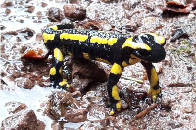 Salamandre tachetée 