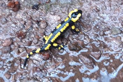 Salamandre tachetée 