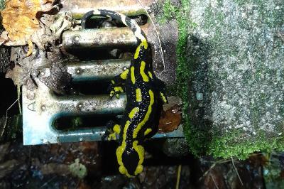 Salamandre tachetée 