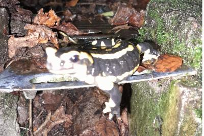 Salamandre tachetée 