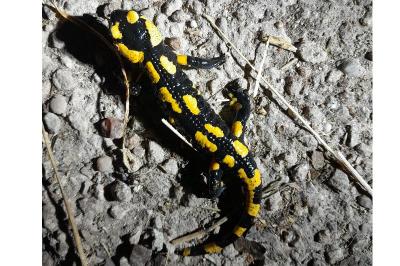 Salamandre tachetée 