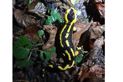 Salamandra salamandra