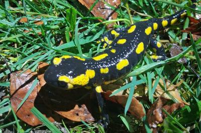 Salamandre tachetée 