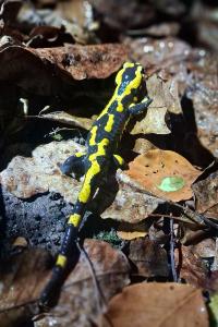 Salamandre tachetée 